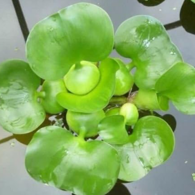Water Hyacinth