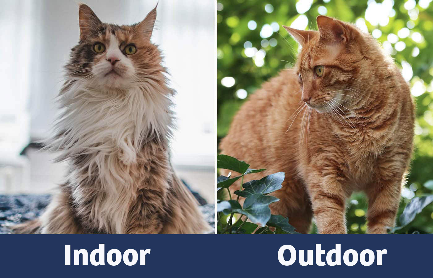 indoor vs outdoor cat pgv