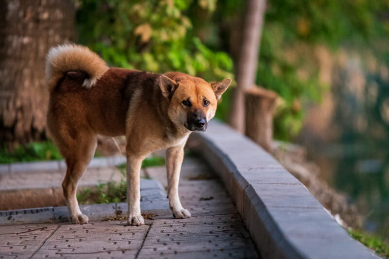 A-stray-dog-peeing-on-the-pavement-beside-a-lake