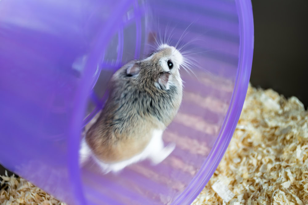 Roborovski-Hamster-running-on-a-purple-wheel-in-a-cage