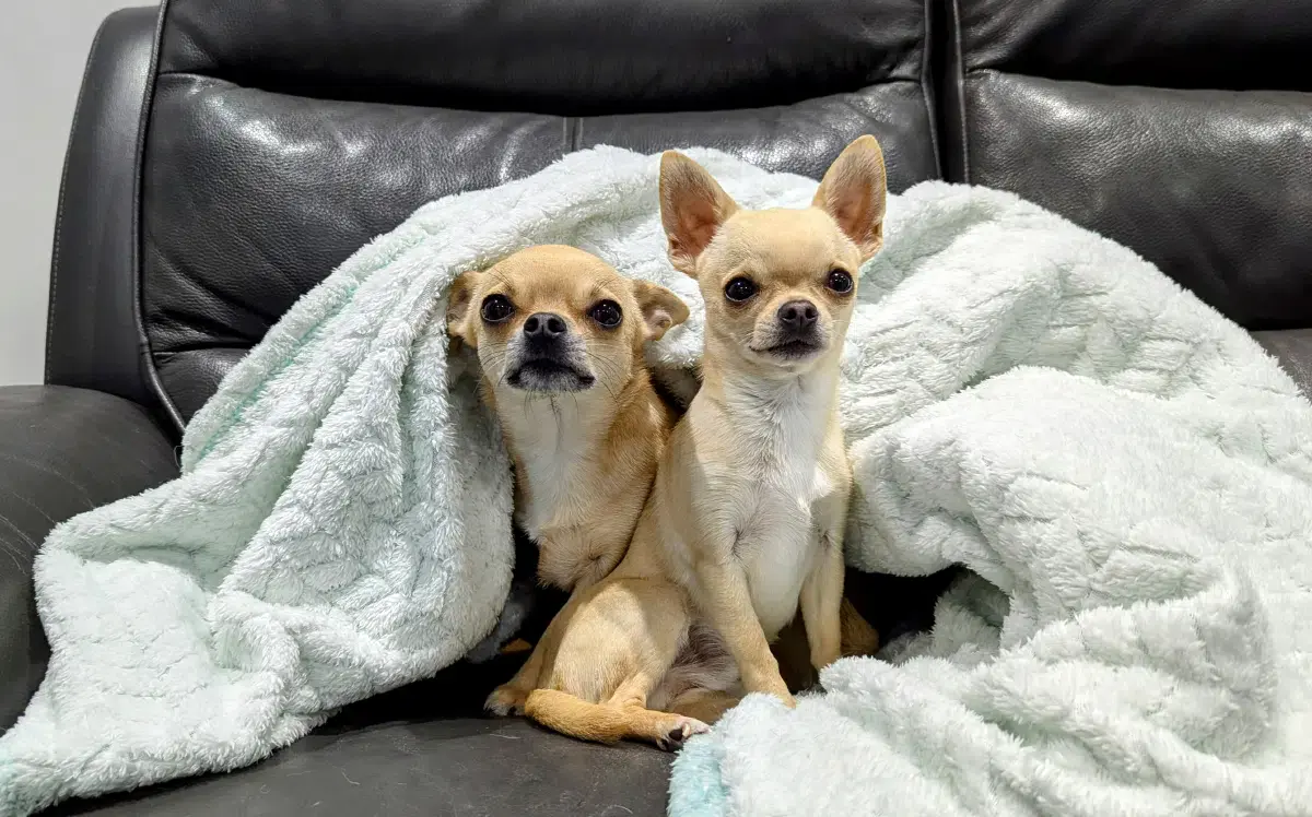 The boys love a blanket Dr Karyn