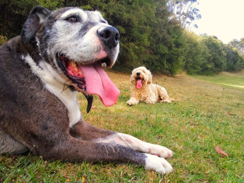 Two-dogs-smiling-with-their-tongues-out-on-green-grass