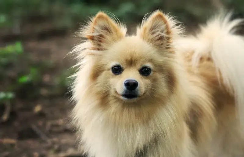 pomeranian dog outdoors