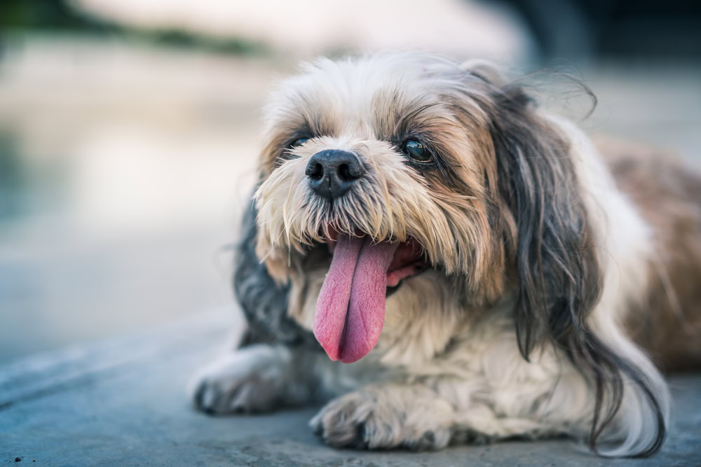 Curated visual reference: Fresh Look at Dehydration In Dogs Our Vet Explains Causes Signs Treatment