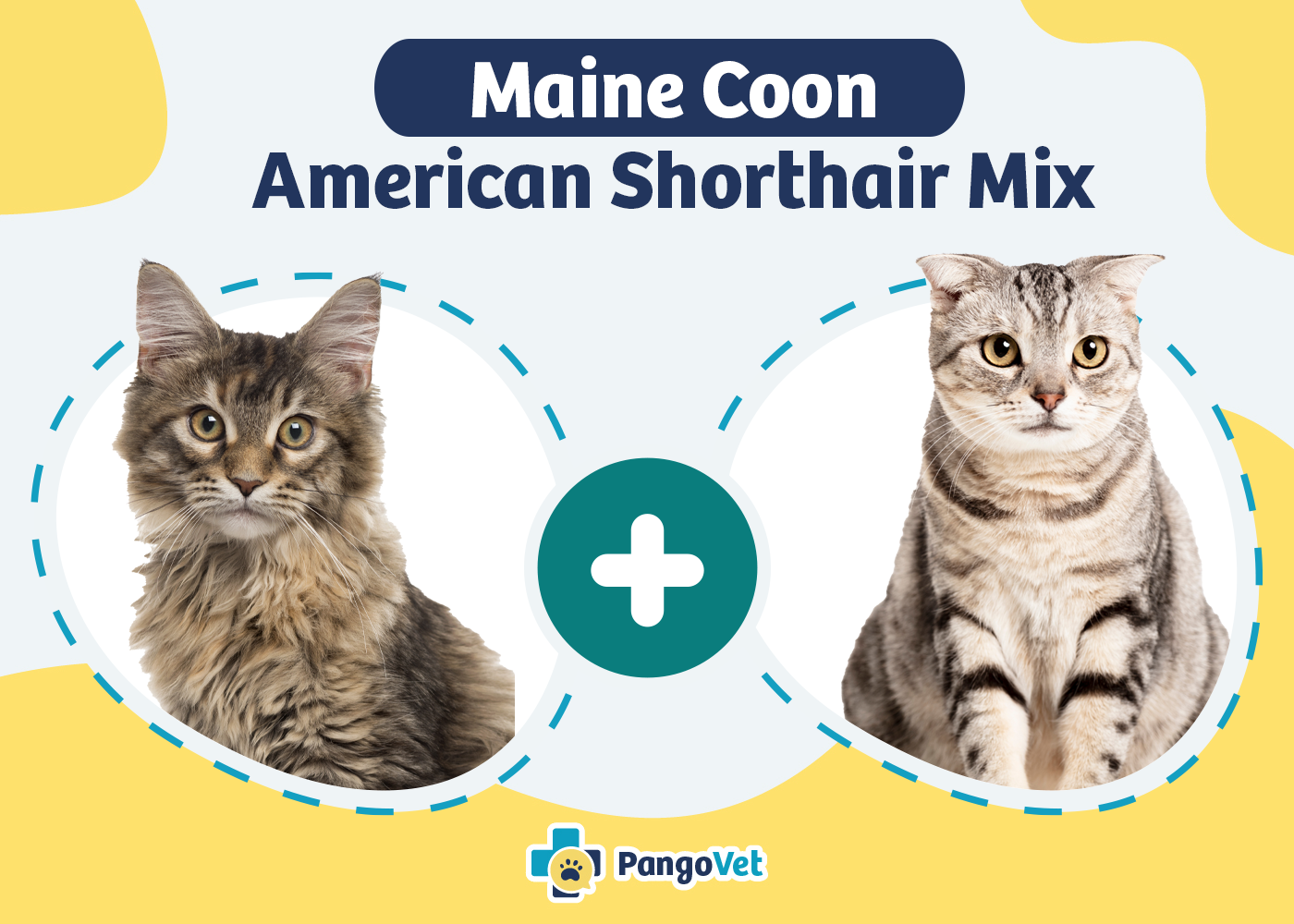 Maine Coon American Shorthair Mix
