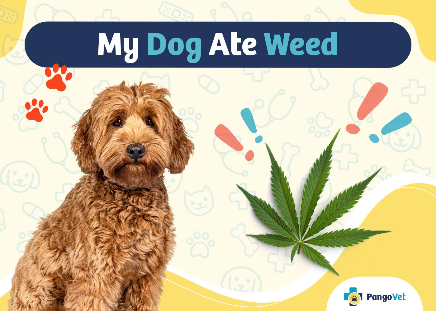 PangoVet_My Dog Ate Weed