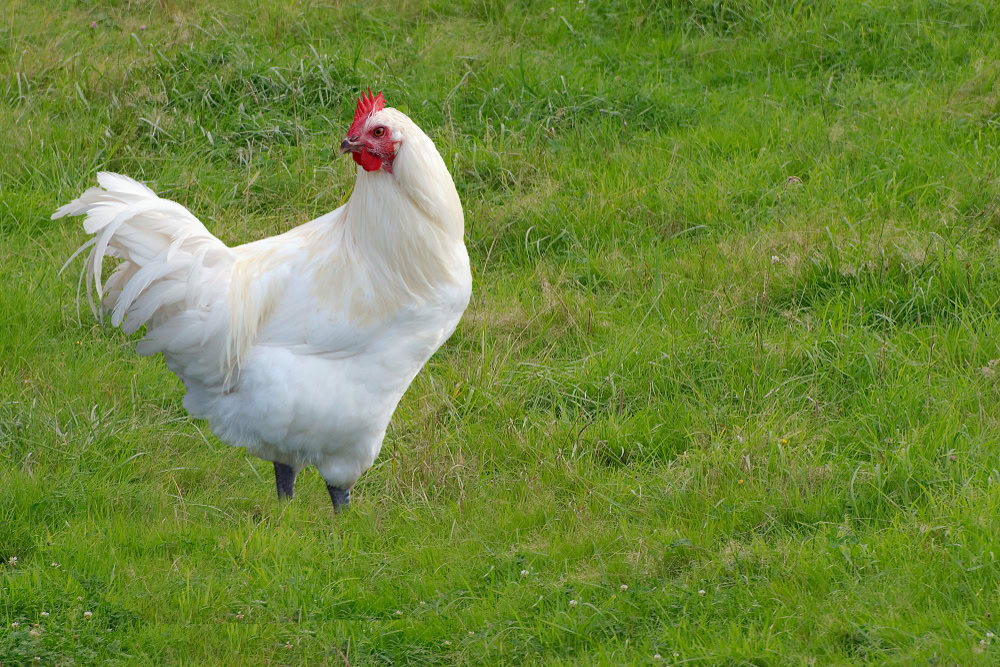 White Bresse chicken in its natural environment