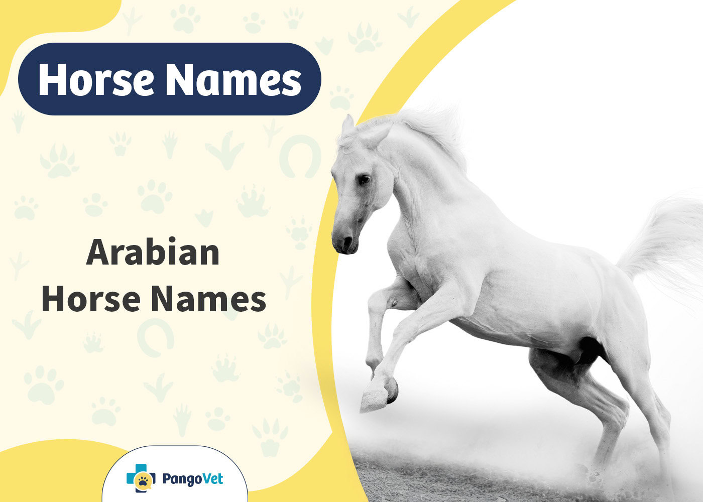 PangoVet_Arabian Horse Names