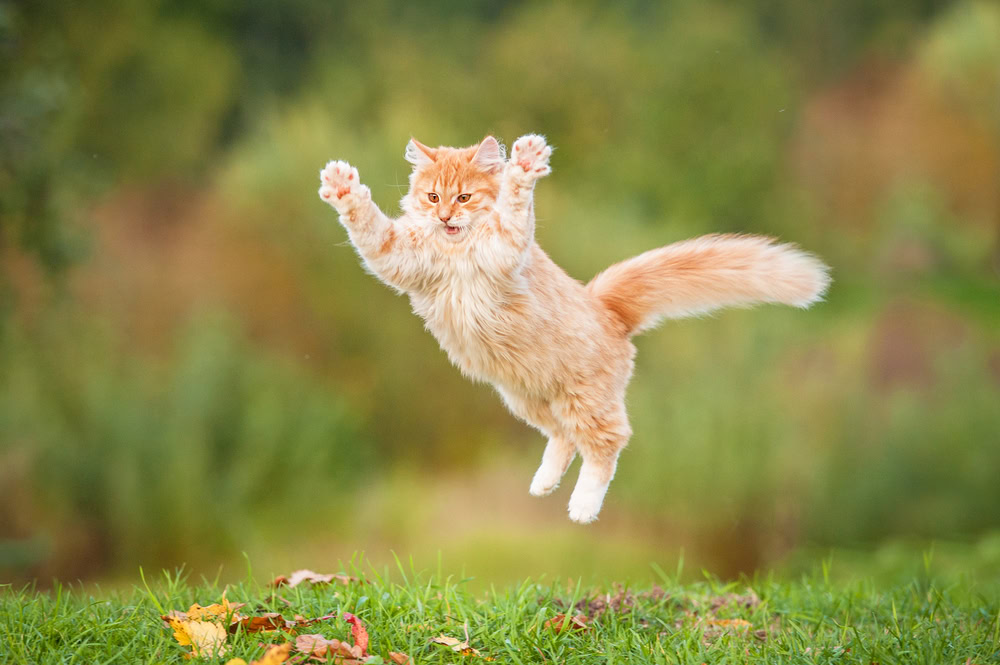 Cat Jumping