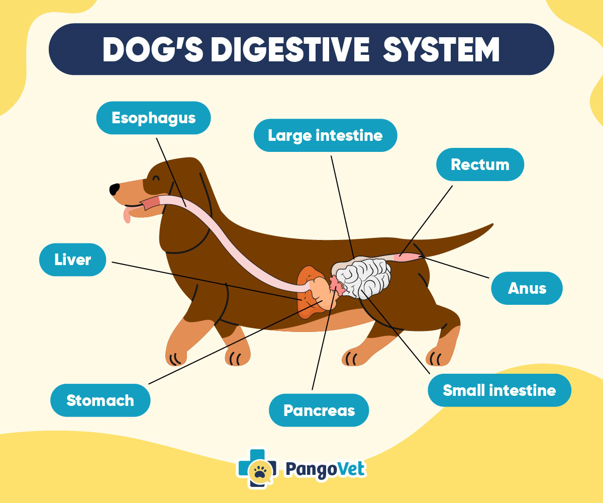 Dog digestive system
