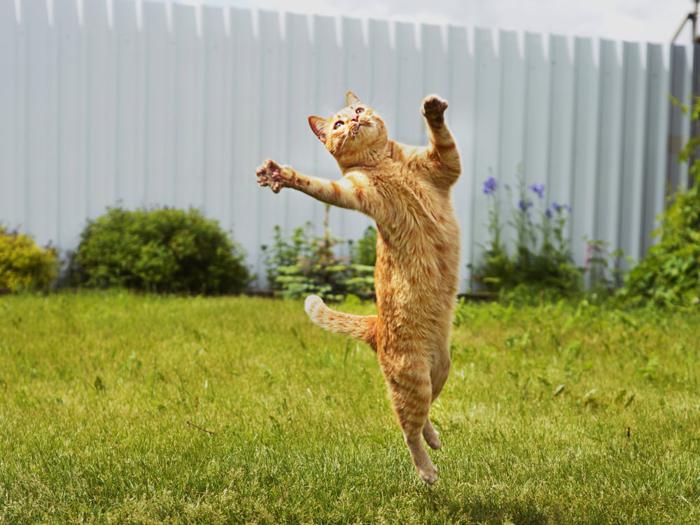 cat jumping