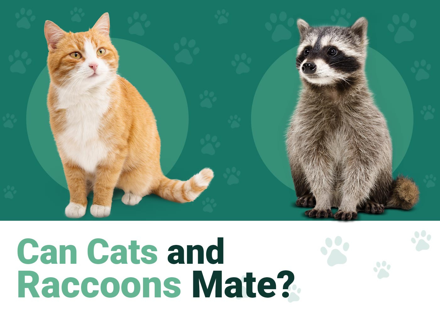 Can cats and raccoons mate