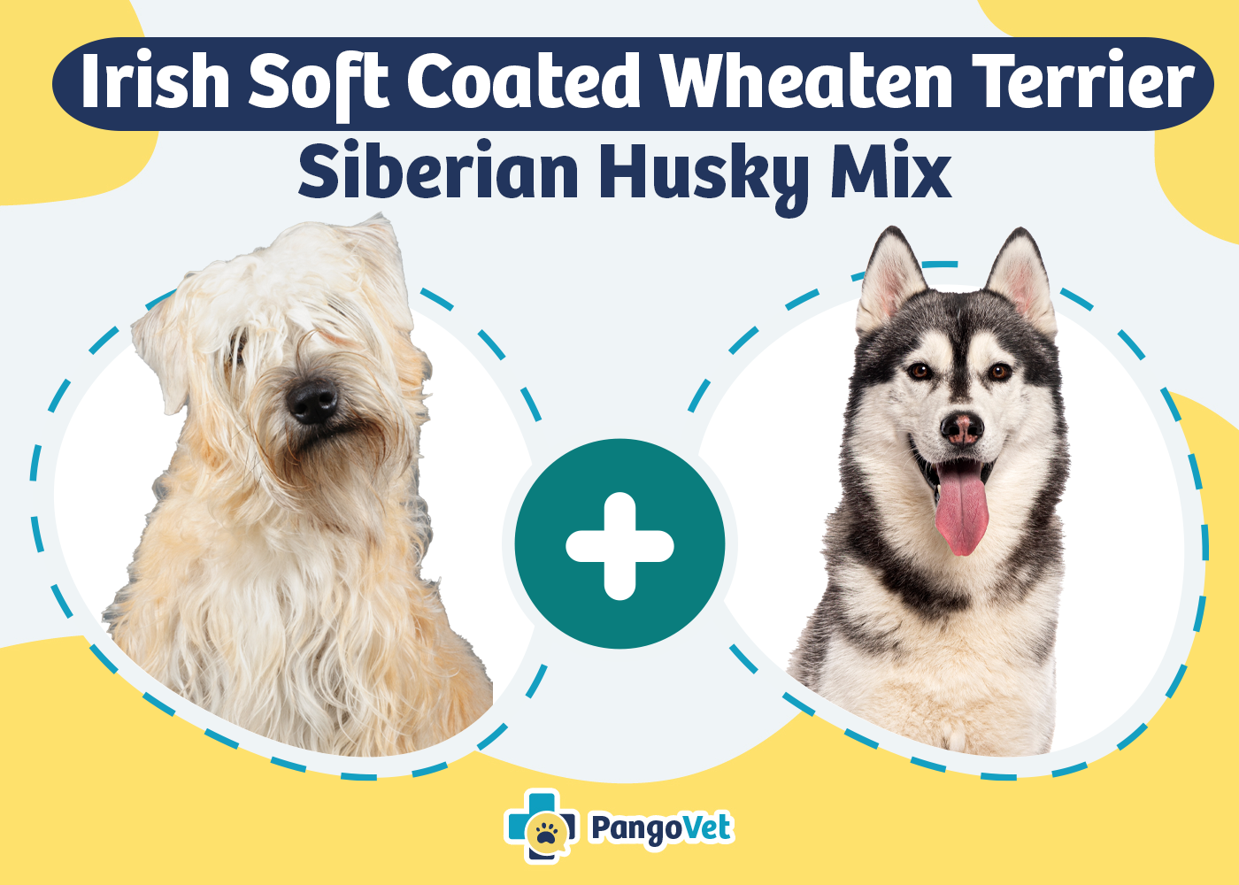 Husky Wheaten Terrier Mix
