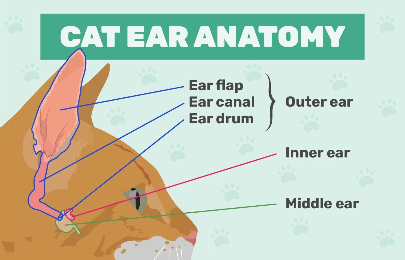 cat ear anatomy