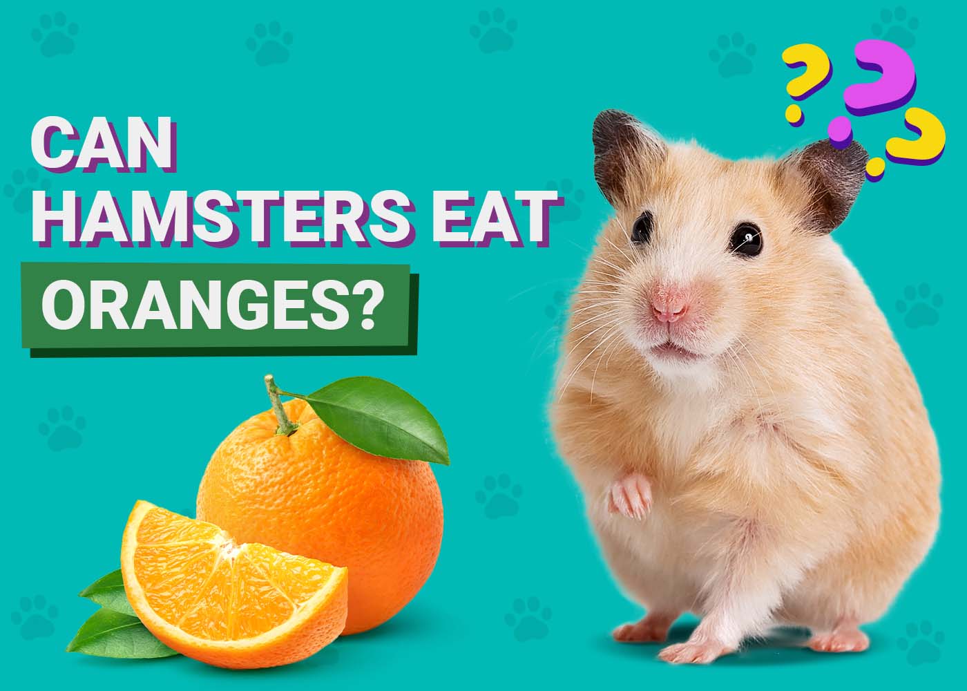 PangoVet_Can-Hamsters-Eat-Oranges
