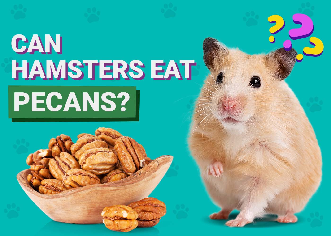 PangoVet_Can-Hamsters-Eat-Pecans