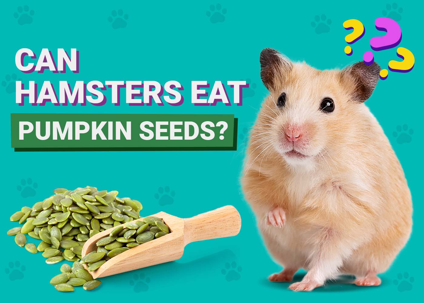 PangoVet_Can-Hamsters-Eat-Pumpkin Seeds