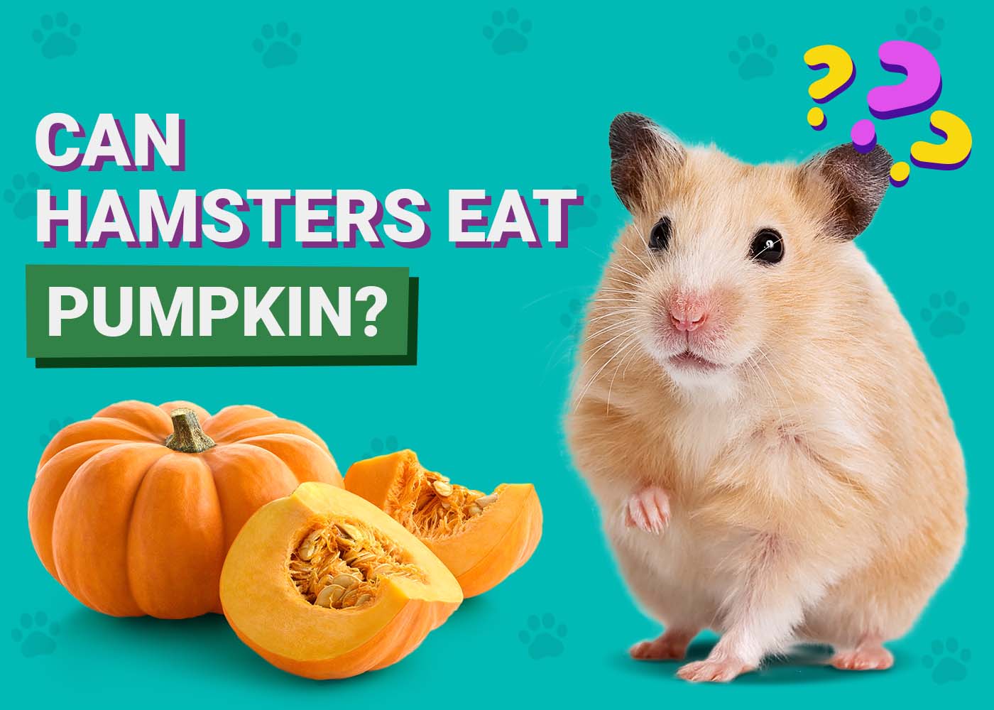 PangoVet_Can-Hamsters-Eat-Pumpkin