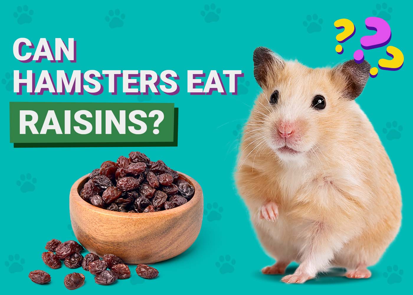 PangoVet_Can-Hamsters-Eat-Raisins