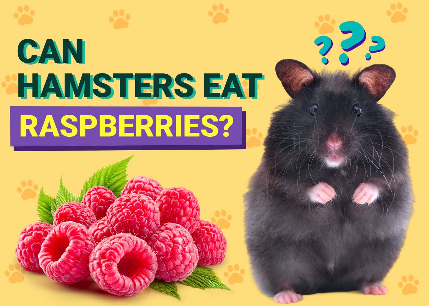 PangoVet_Can-Hamsters-Eat-Raspberries