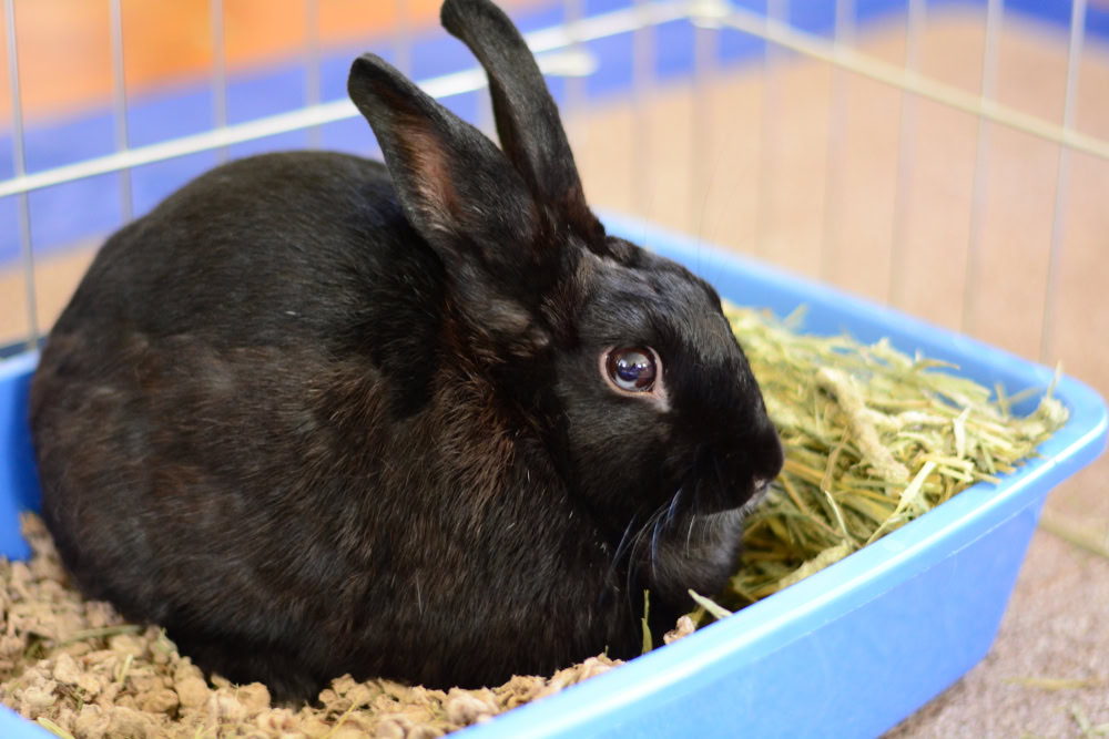 Black bunny sitting in hay