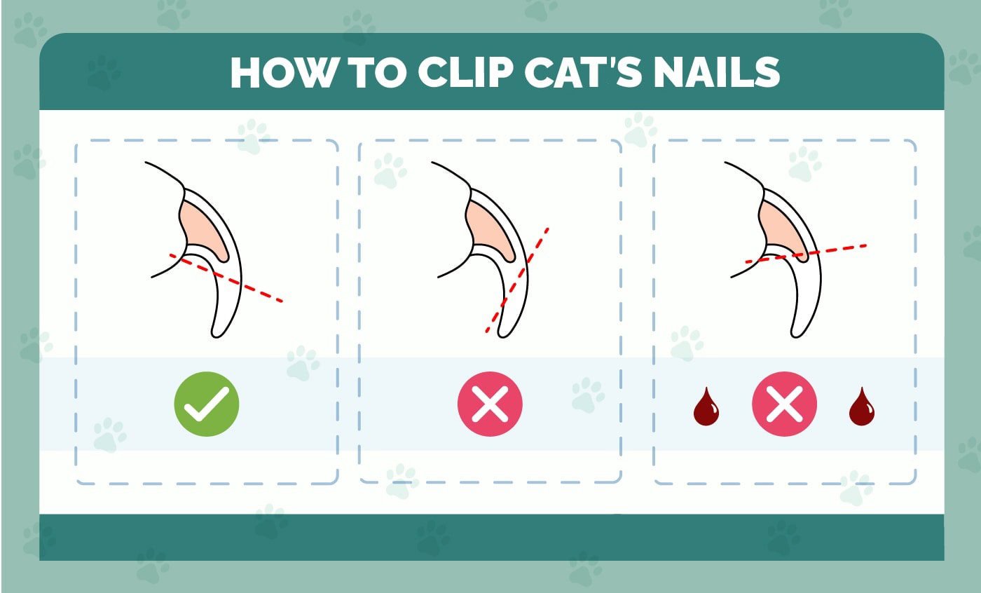 how to clip cat's nails
