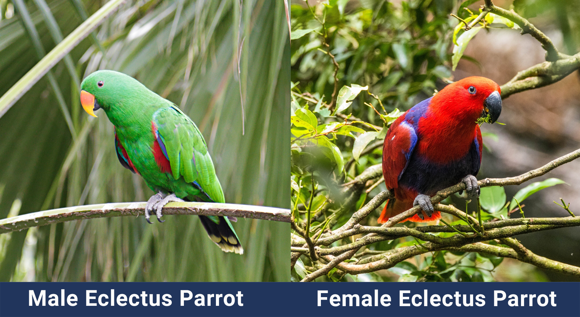 Male vs Female Eclectus Parrot