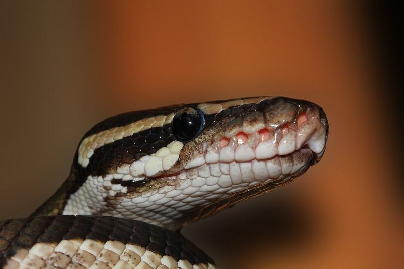 10Ball Python