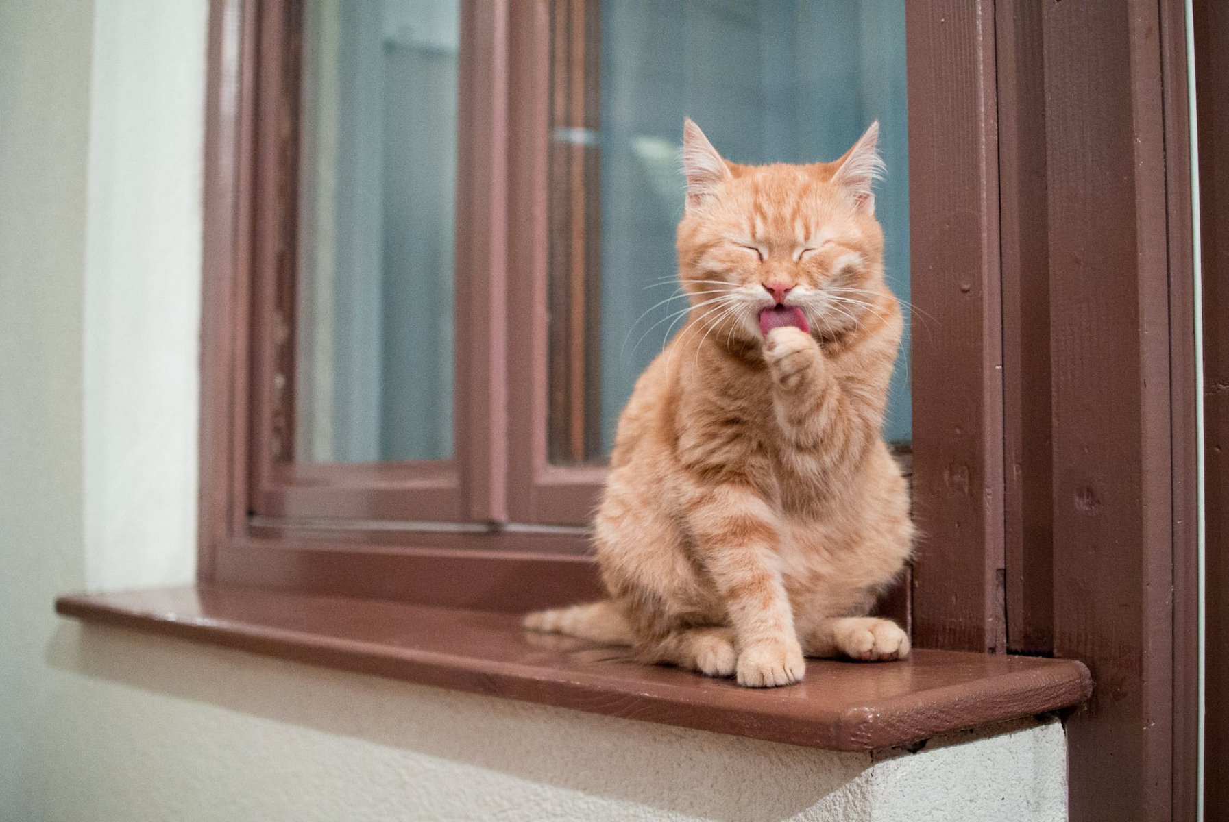Orange cat sitting on the window sill and licking her paw