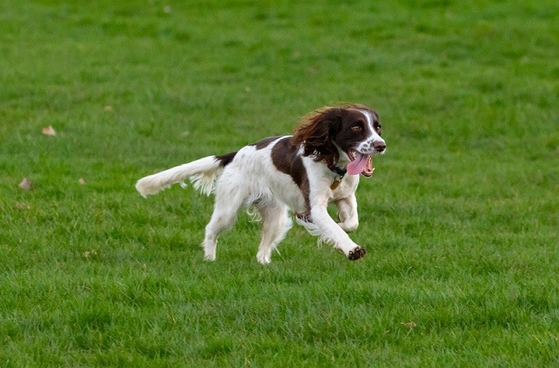 14Springer Spaniel