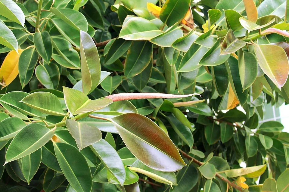 rubber tree plant
