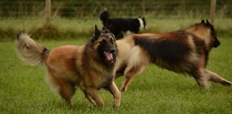 15Belgian Tervuren