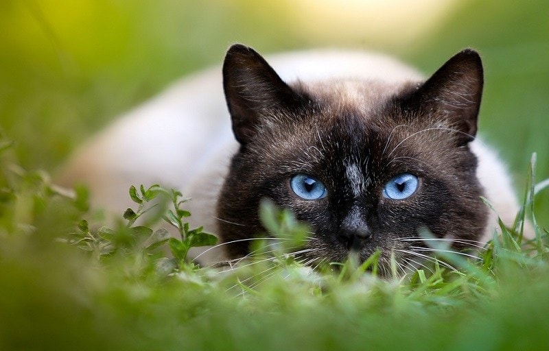 15Siamese Cat