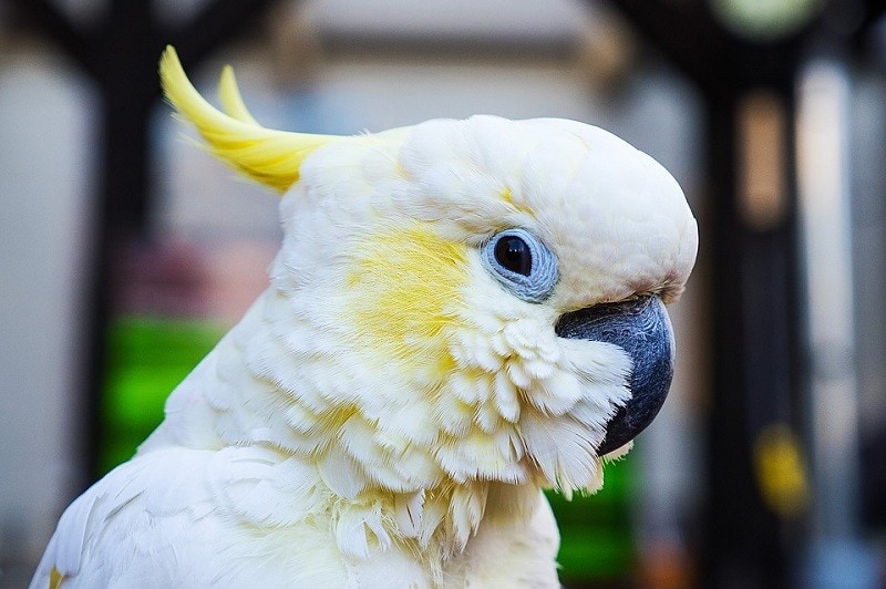 1Cockatoo