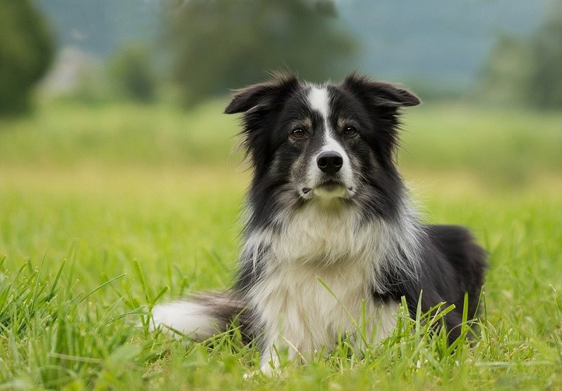 1border collie