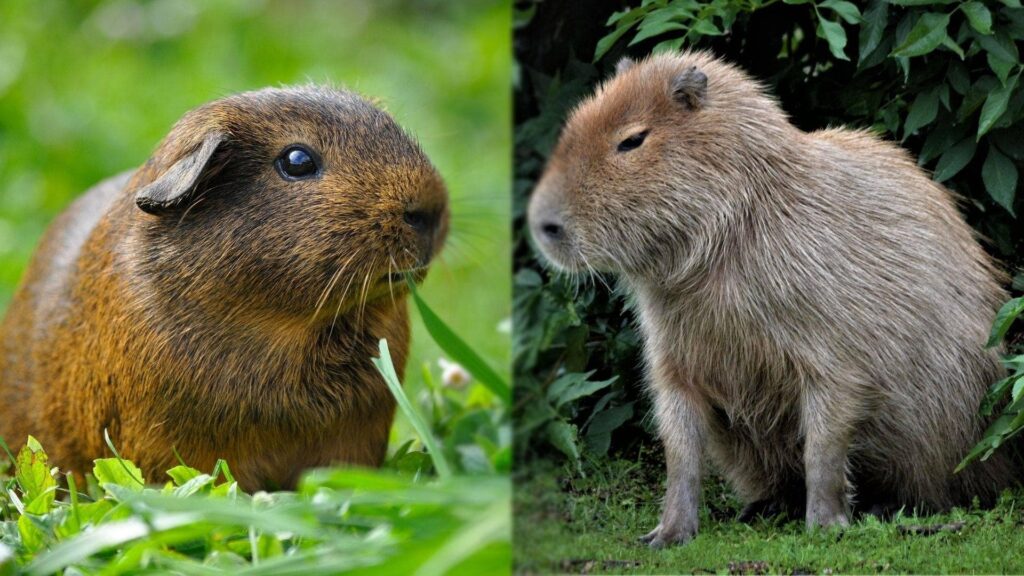 Guinea Pig and Capybara