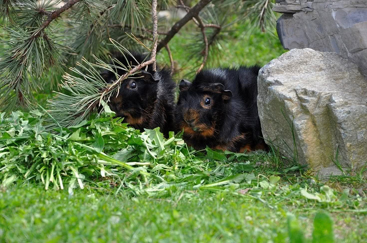2 Black Guinea Pigs Eating