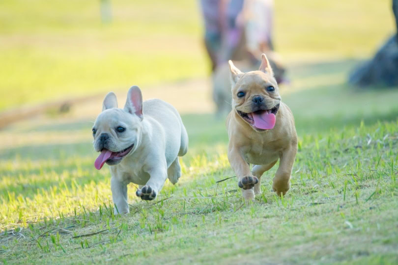 2 french bulldogs running on a yard