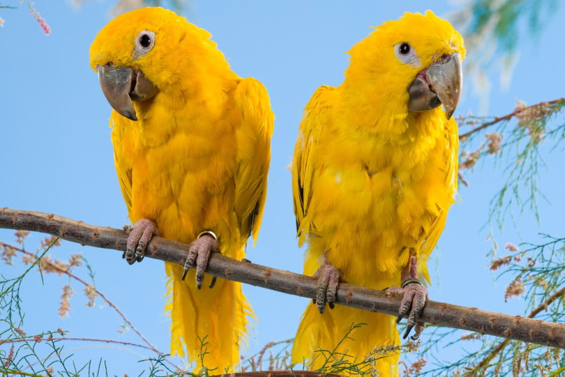 2 golden conure perching