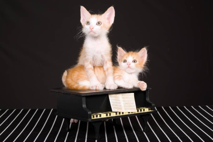 2 kittens lying on miniature grand piano