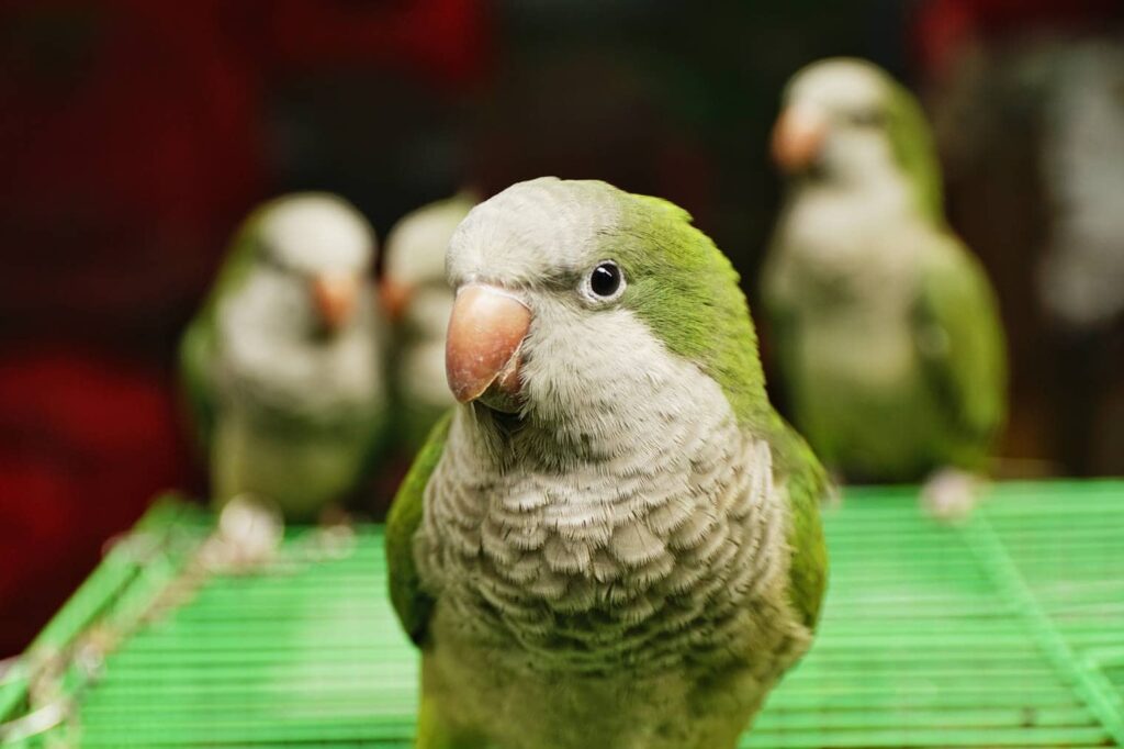 3 Quaker Parrot_Yoyochow23_Shutterstock
