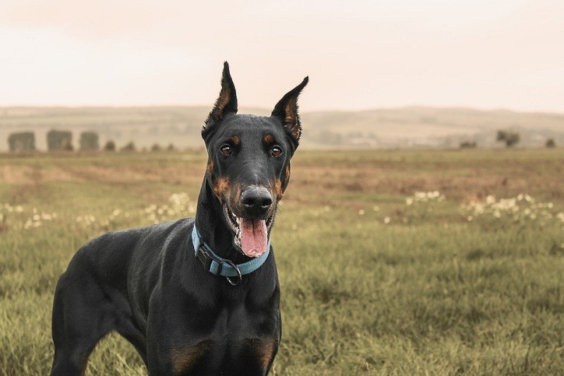 6Doberman Pinscher