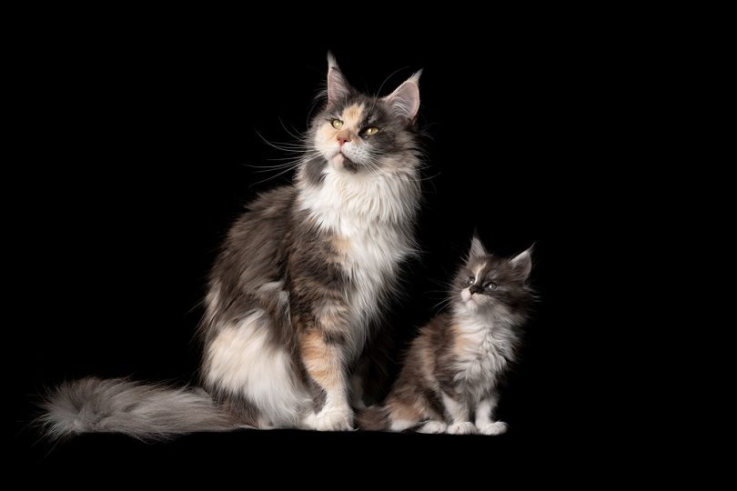 8 week old maine coon kitten