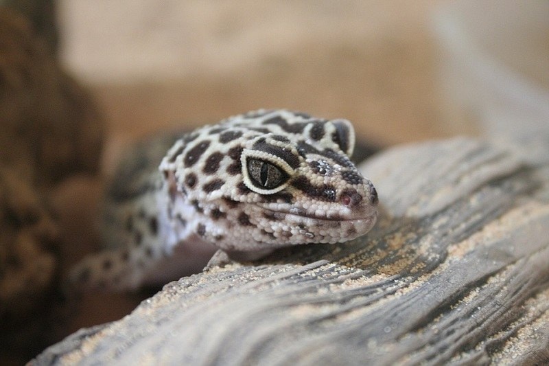 8Leopard Gecko