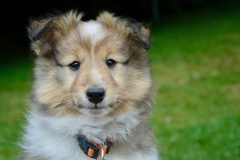 8Shetland Sheepdog