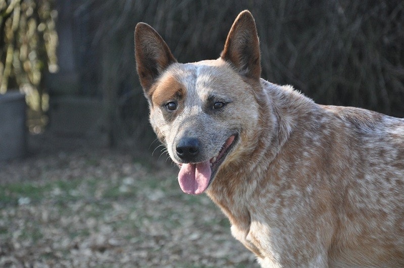 9Australian Cattle Dog