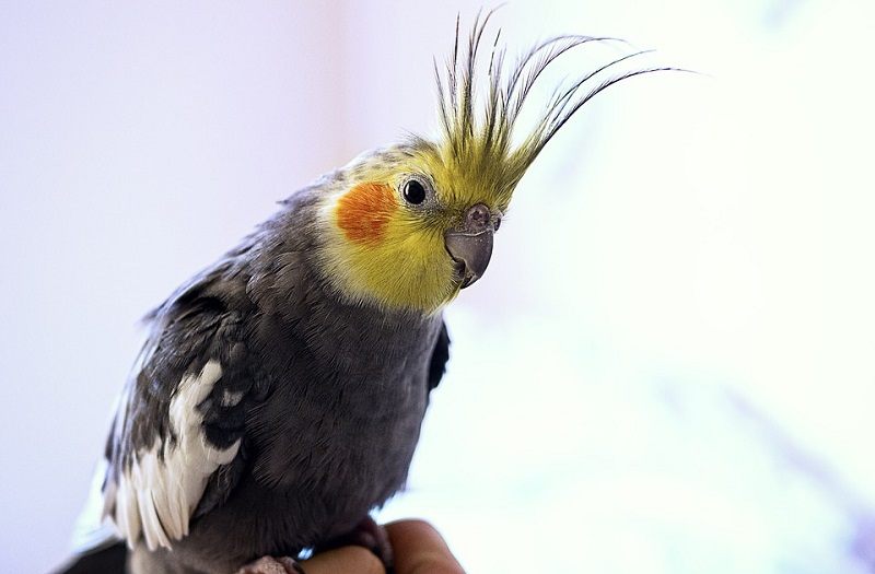 Cockatiel