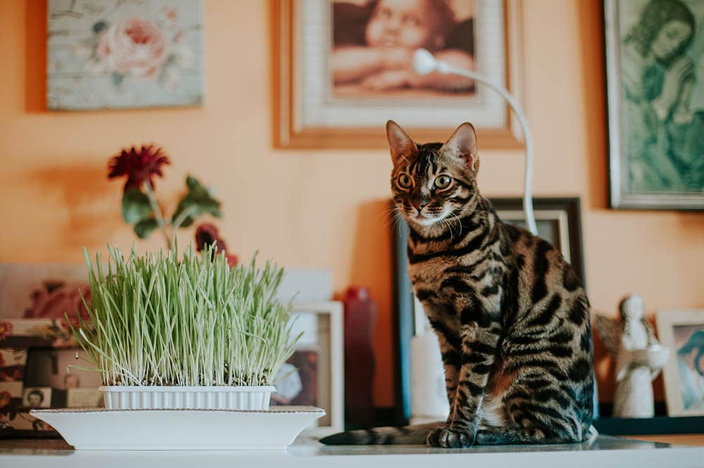 A Bengal Cat Sitting Beside Wheatgrass on a White Surface_