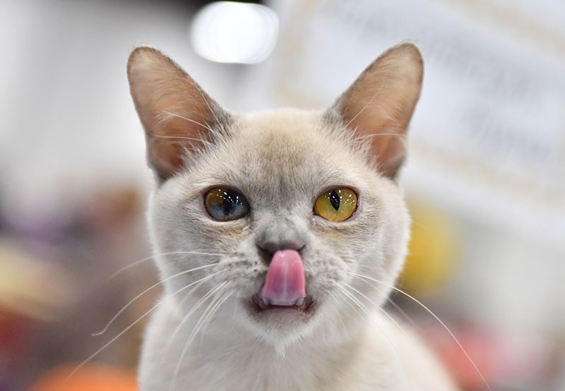 A European Burmese cat