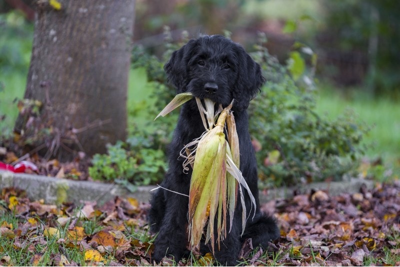 A Labrador eating corn